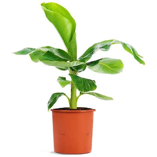 Musa Paradisiaca ,Banana Tree