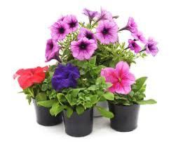 Petunia, Petunias (small)