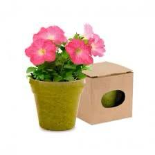Petunia, Petunias (small)