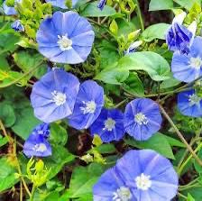 Jacquemontia Pentantha, Sky Blue Cluster Vine