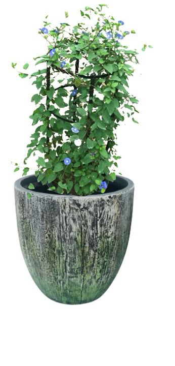 Jacquemontia Pentantha, Sky Blue Cluster Vine