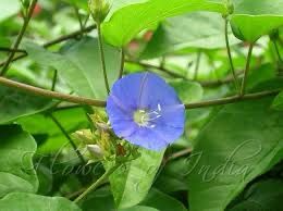 Jacquemontia Pentantha, Sky Blue Cluster Vine