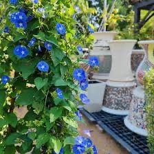 Jacquemontia Pentantha, Sky Blue Cluster Vine