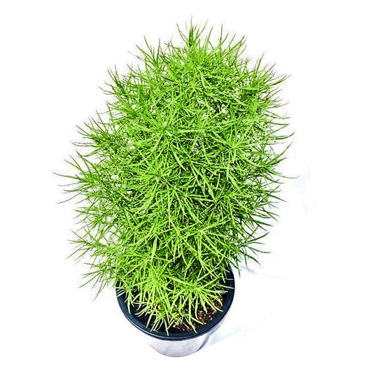 Kochia “summer cypress” 35-50 cm