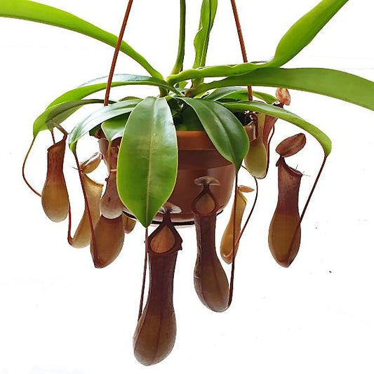 Monkey Jar Plant, Nepenthes big