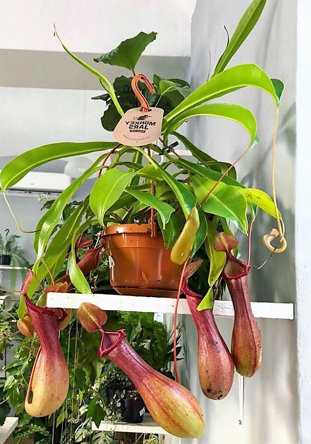 Monkey Jar Plant, Nepenthes big