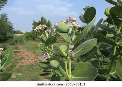 White Aak Plant, Calotropis Gigantea