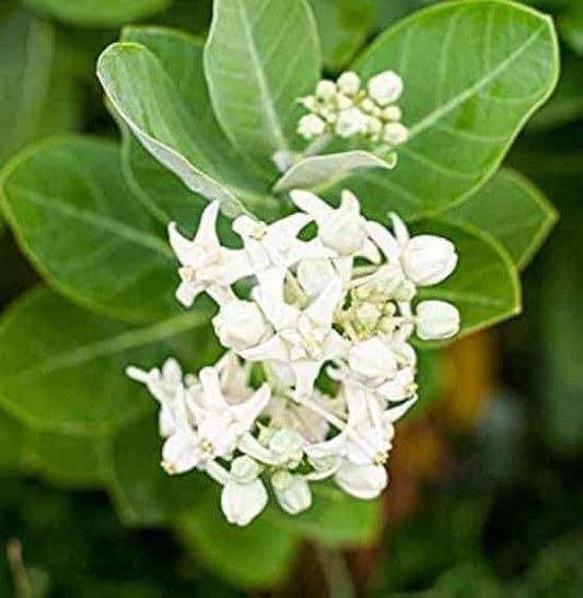 White Aak Plant, Calotropis Gigantea