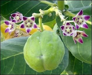 Purple Aak Plant , Calotropis gigantea