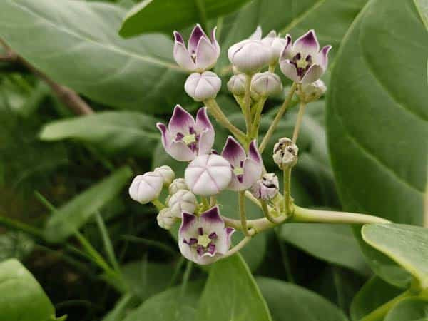 Purple Aak Plant , Calotropis gigantea