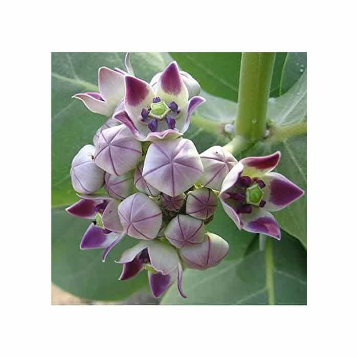Purple Aak Plant , Calotropis gigantea