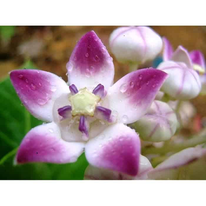 Purple Aak Plant , Calotropis gigantea