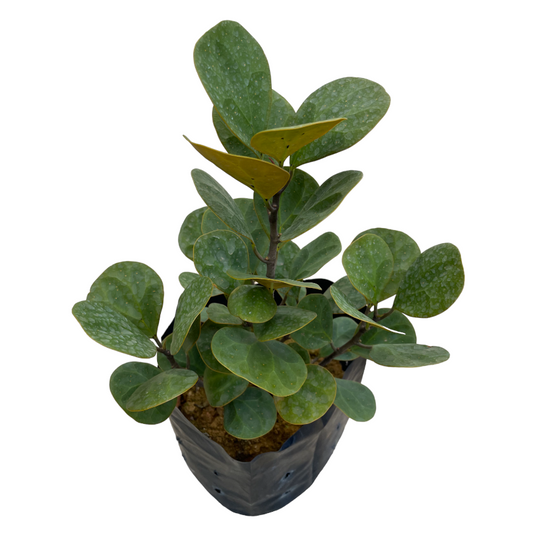 Ficus diversifolia “Mistletoe Fig” 0.4-0.6m