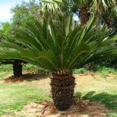 Cycas Revoluta “Sago Palm”