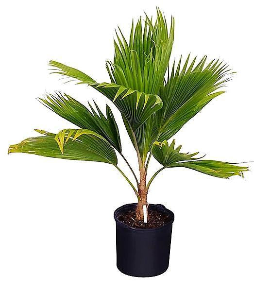 Pritchardia pacifica Or Fiji Fan Palm 80-100cm