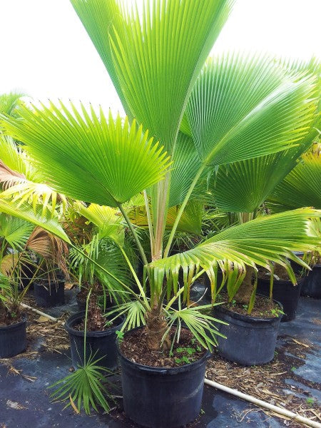 Pritchardia pacifica Or Fiji Fan Palm 80-100cm