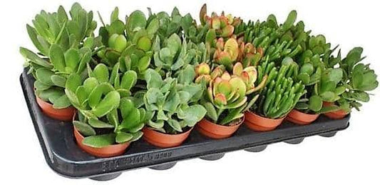 Crassula Plant (Mix)