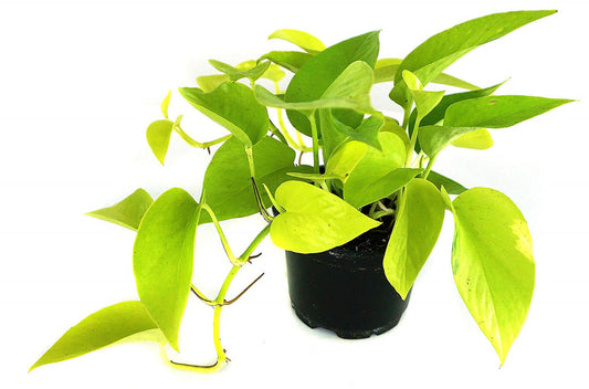 Neon Pothos Plant