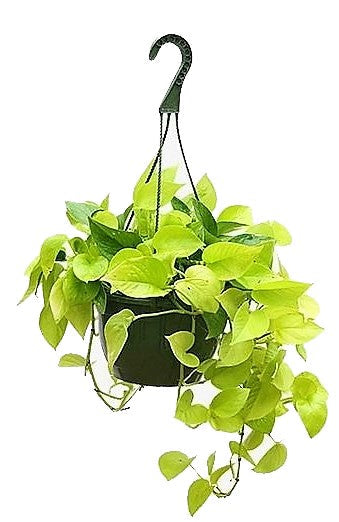 Neon Pothos Plant