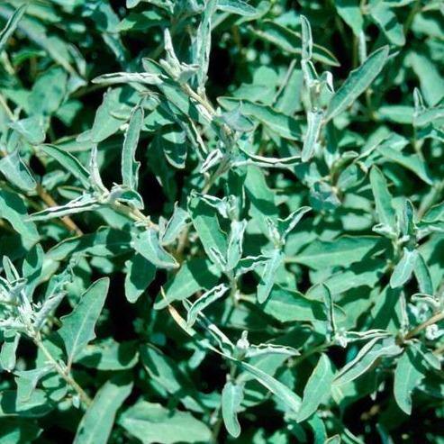 Atriplex semibaccata or Salt Bush