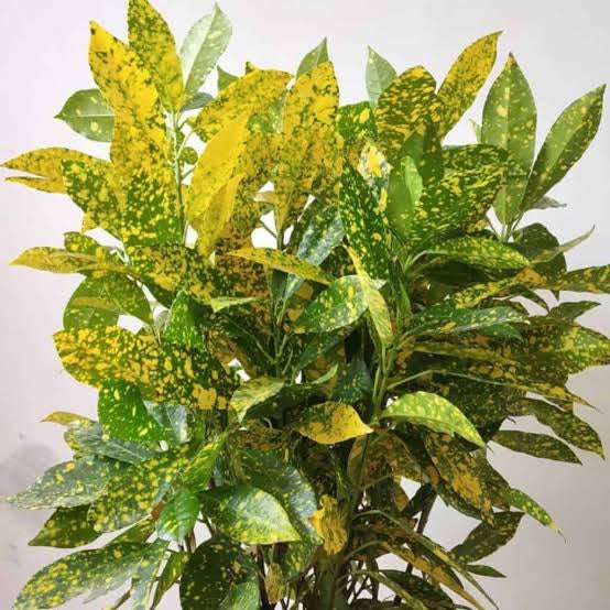 Croton Gold Dust “Codiaeum Variegated Gold Dust” 0.4-0.5m