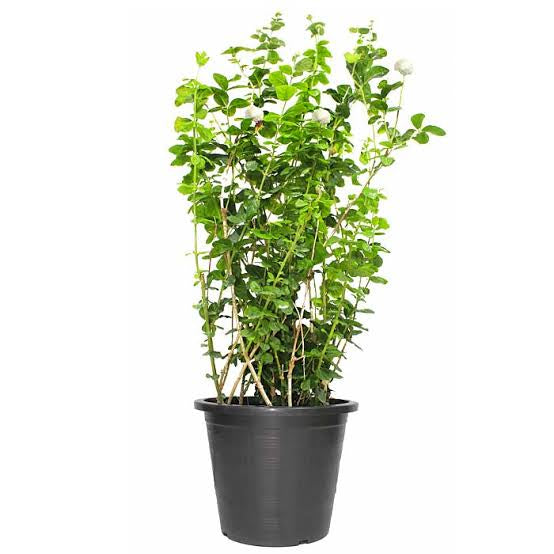 Labnani Jasmine “Jasminum Labnani” 0.5-0.6m