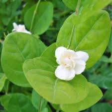 Labnani Jasmine “Jasminum Labnani” 0.5-0.6m