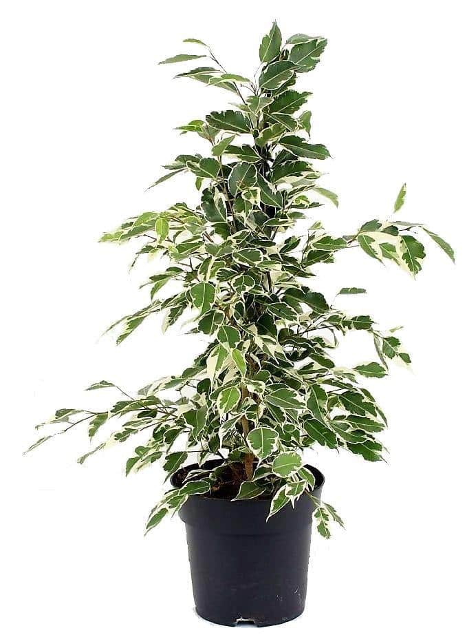 Twilight Plant, Ficus Benjamina