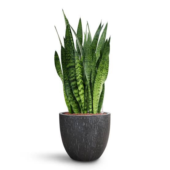 Sansevieria Green Zeylanica “Bowstring Hemp” 30-40 cm