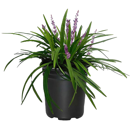 Liriope Muscari, Lilyturf