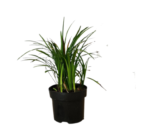 Liriope Muscari, Lilyturf