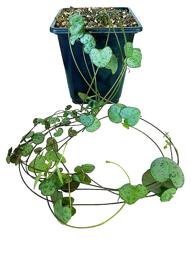 String of Hearts Plant, Ceropegia Woodii