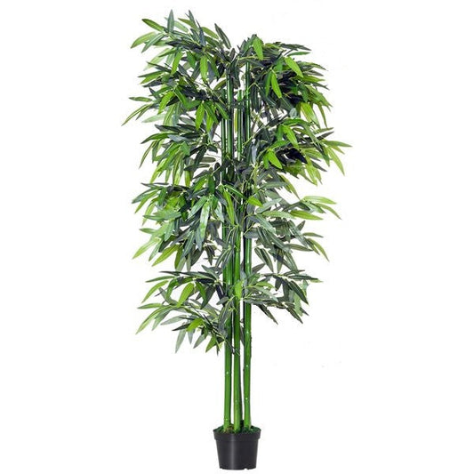 Bambus green or Tropical Bamboo