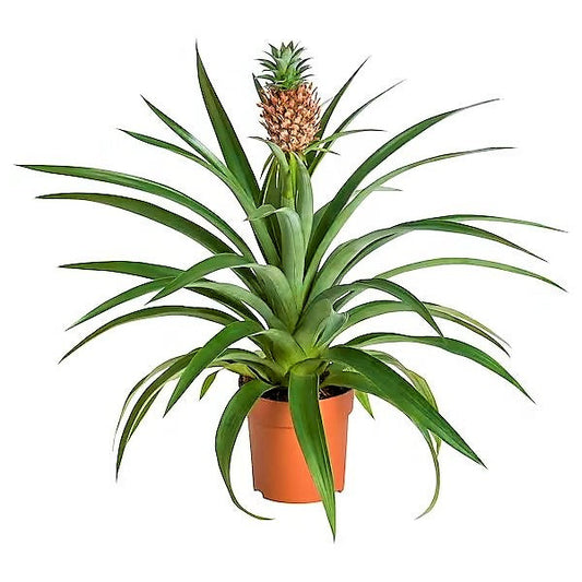 Ananas Comosus | Pineapple Plant