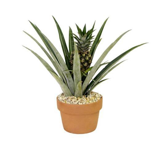 Ananas Comosus | Pineapple Plant