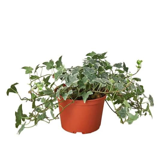 Hedera helix or English Ivy (Mixed Per Plant)