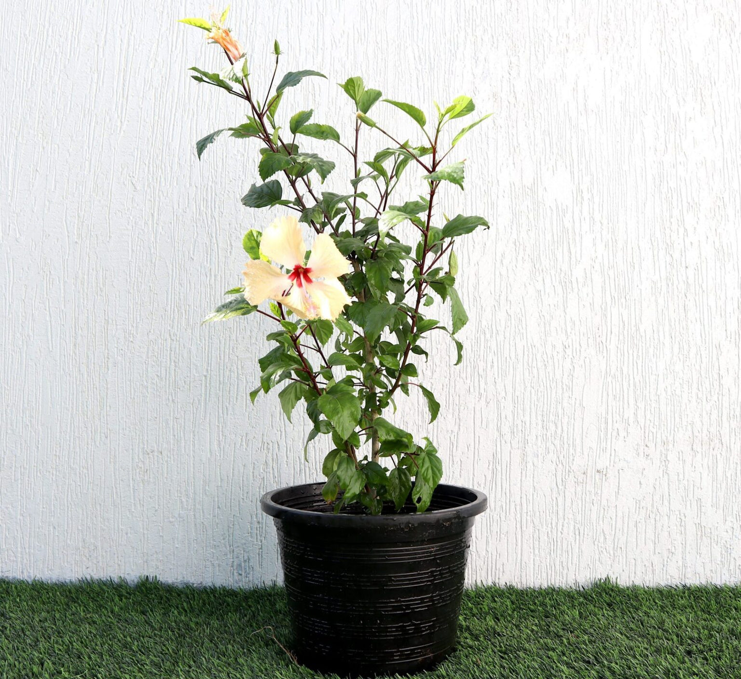 Sinensis Red, Hibiscus Rosa