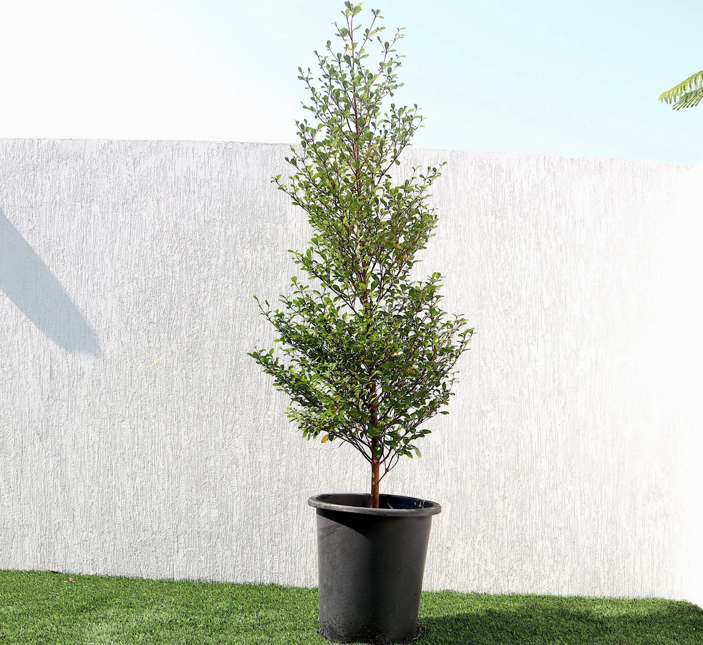 Bucida buceras Black Olive Tree