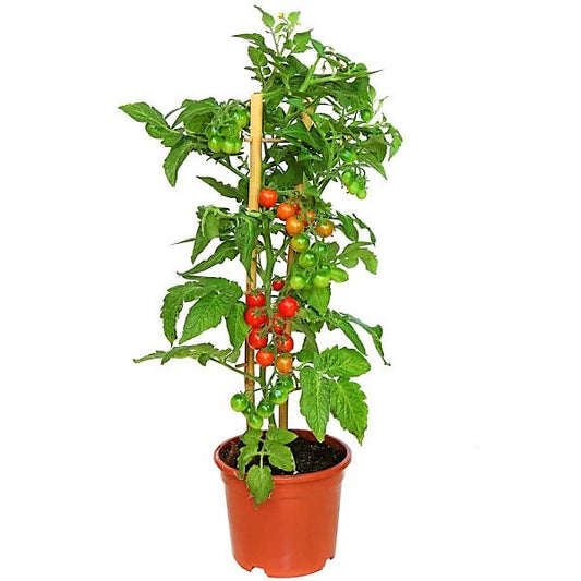 Tomato Plant
