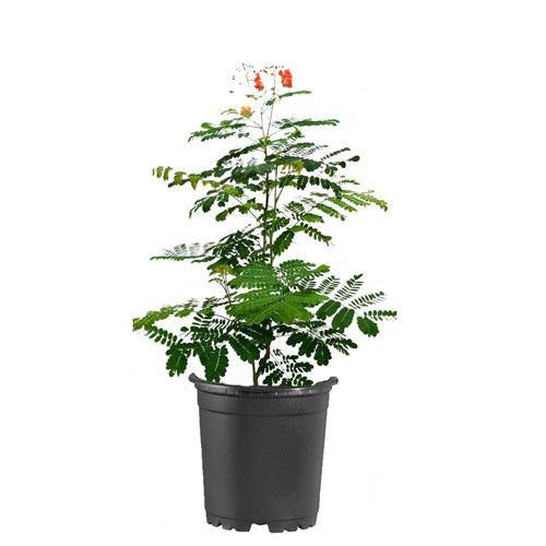 Caesalpinia pulcherrima “Peacock Flower” 40-50cm