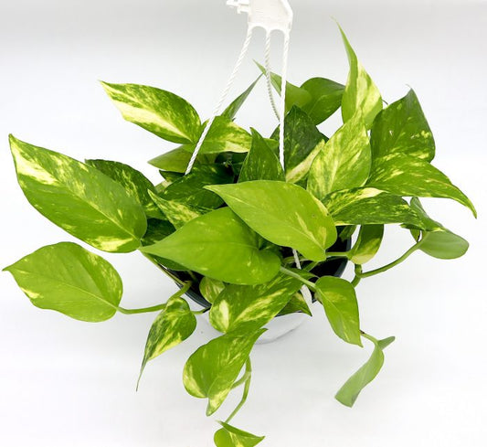 Money Plant “Epipremnum aureum”Hanging