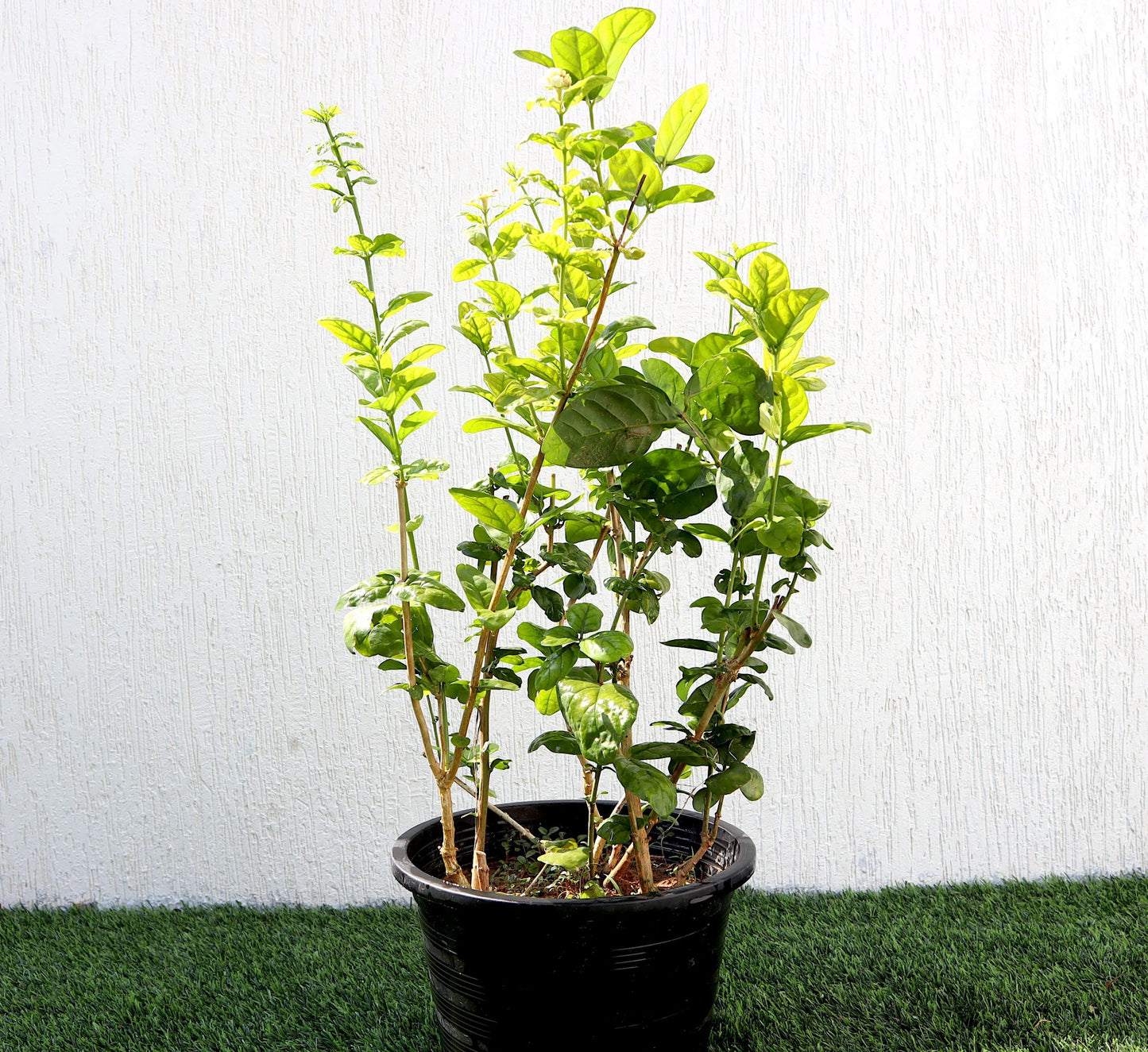 Labnani Jasmine “Jasminum Labnani” 0.5-0.6m