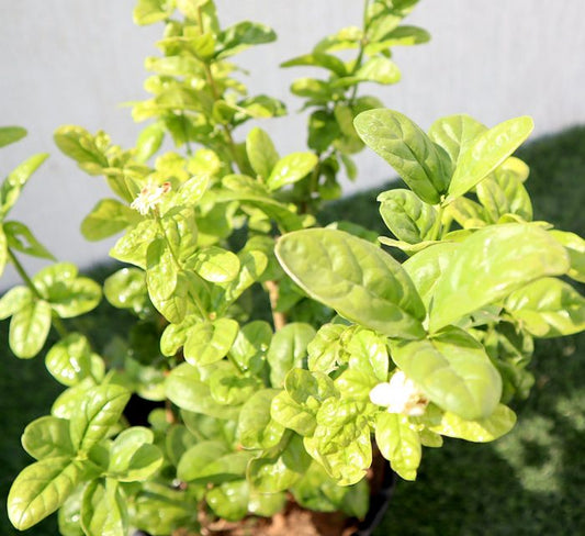 Labnani Jasmine “Jasminum Labnani” 0.5-0.6m