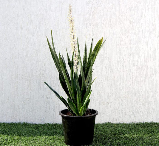 Sansevieria Green Zeylanica “Bowstring Hemp” 30-40 cm