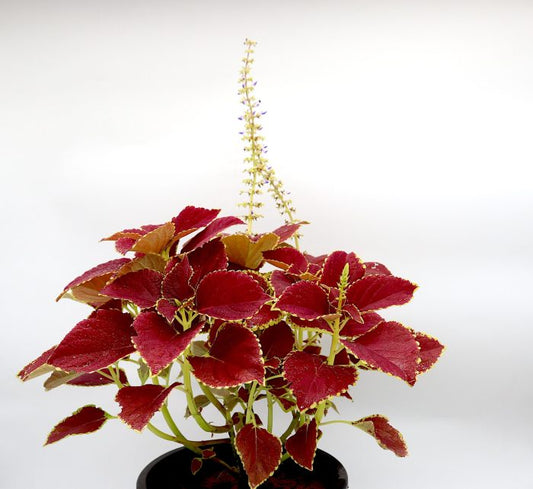 Coleus plant “6 ltr pot”