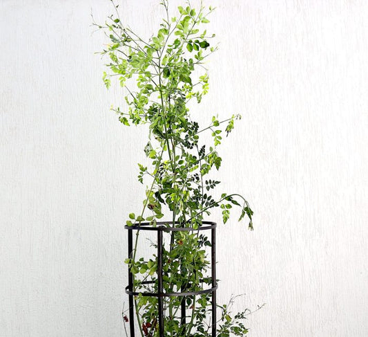 Jasmine “Jasminum Officinale” 0.8-1.0m