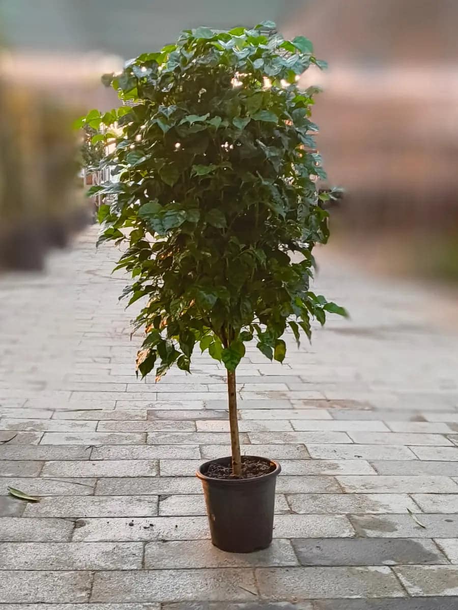 Red Machira (China Doll)