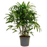 Lady Palm, Rhapis Excelsa, Miniature Fan Palm
