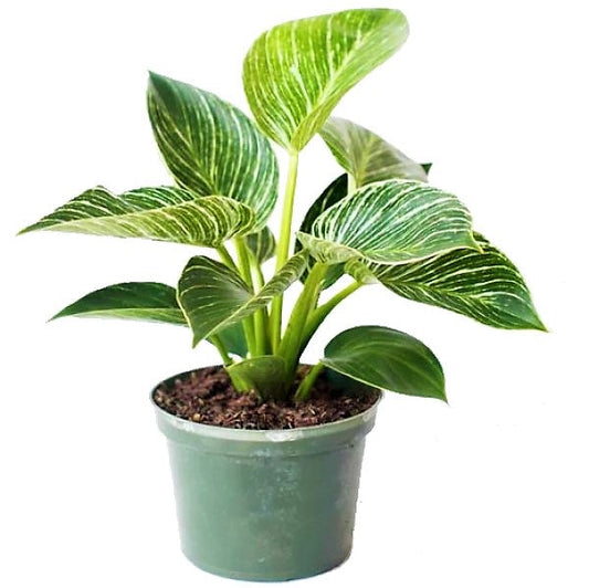 Philodendron Birkin Plant