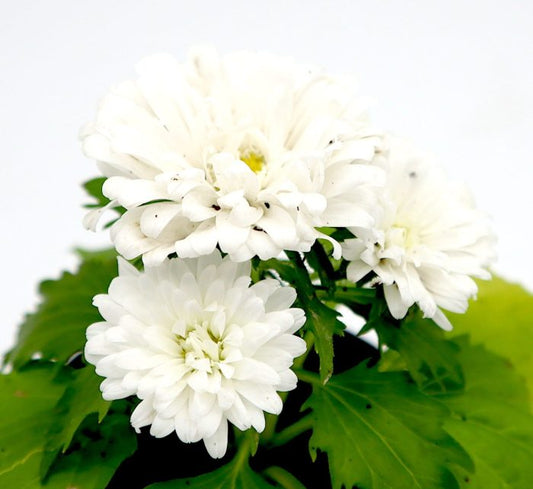 Aster Seasonal Mix Flowering Plant in 2ltr Pot